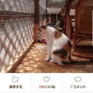 サンルームDIY作れる方☆0.5～押し入れサイズ (シク) 豊洲の手伝って 