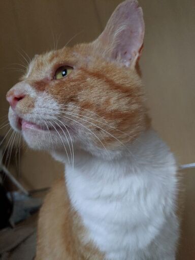 甘えたのすりごろオス猫ボスくん 仮名 ハル 陸前山王の猫の里親募集 ジモティー