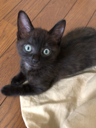 生後8週間の可愛い子猫 相談中 コッシー 高崎の猫の里親募集 ジモティー