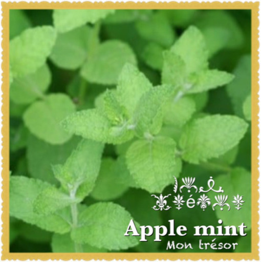 節 アップルミント 新芽 根付き 500円以上から 南大分のその他の中古あげます 譲ります ジモティーで不用品の処分 節 アップルミント 新芽 根付き 500円以上から 南大分のその他の中古あげます 譲ります ジモティーで不用品の処分