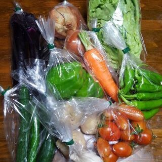 お試し品　新鮮野菜10種類のセット