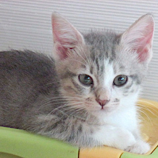 7月28日(日) 猫の譲渡会 名古屋市守山区 動物医療センターも...