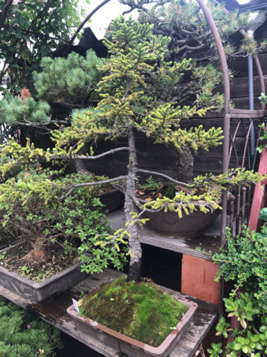 盆栽、赤えぞ松盆栽、園芸