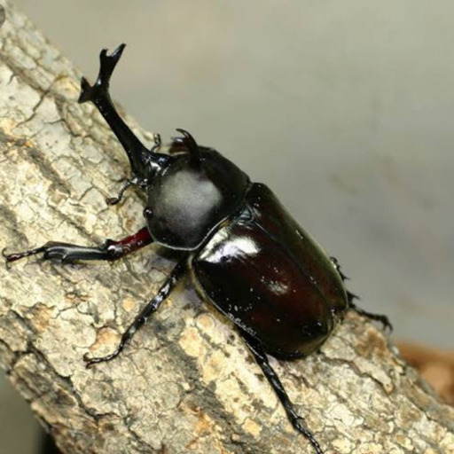 カブトムシ オス 1匹から好きなだけ 昆虫ゼリー5個付き 夏休みの自由研究にもオススメ Yu 7 ゆうな 仙川のキッズ用品 その他 の中古あげます 譲ります ジモティーで不用品の処分