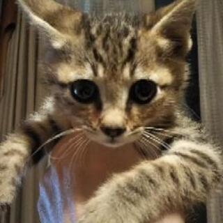 きじねこ、くろねこちゃん