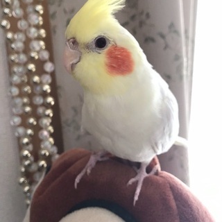 オカメインコを探しています