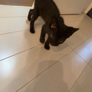 急募！！！！真っ黒の可愛い子猫です！ - 里親募集