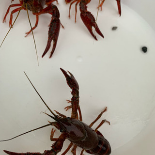 埼玉県の中古ザリガニが無料 格安で買える ジモティー