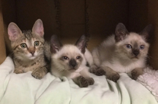 愛されし者 シャム 猫 兄弟 すべての動物の絵