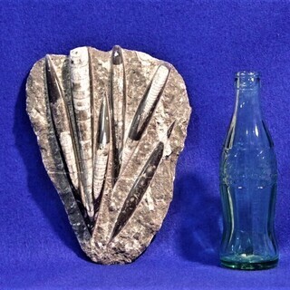 直角貝化石　1.5ｋｇ化石標本　飾り石　鑑賞石　モロッコ産