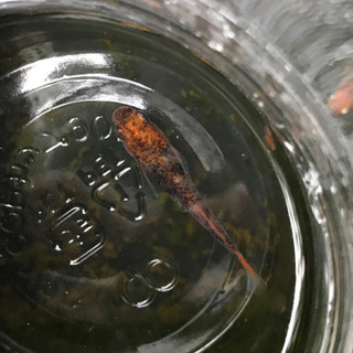 朱赤透明燐三色メダカ 錦山 華薊メダカの卵個 信濃メダカ 船橋のその他の中古あげます 譲ります ジモティーで不用品の処分 朱赤透明燐三色メダカ 錦山 華薊メダカの卵個 信濃メダカ 船橋のその他の中古あげます 譲ります ジモティーで不用品の処分