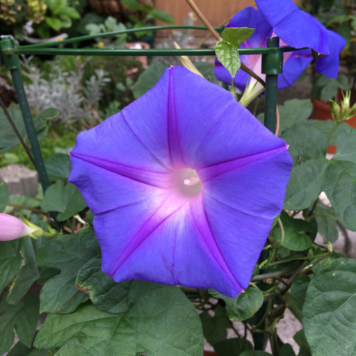 琉球朝顔 クリスタルブルー タダッチ 蓮根のその他の中古あげます 譲ります ジモティーで不用品の処分