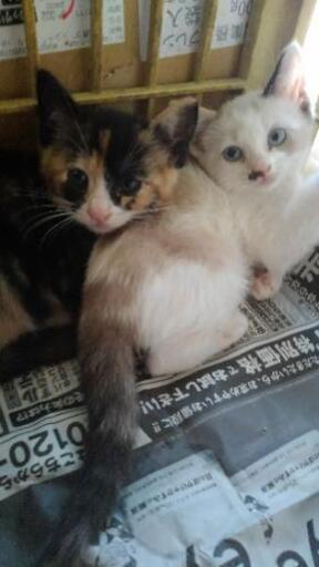 シャムミックスと三毛女の子もらってください 生後2ヶ月 みーこ 長浜の猫の里親募集 ジモティー シャムミックスと三毛女の子もらってください 生後2ヶ月 みーこ 長浜の猫の里親募集 ジモティー