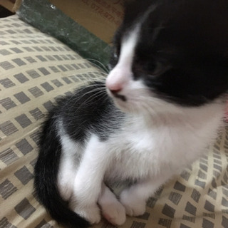 5/25生まれの子猫の里親募集中 - 志布志市