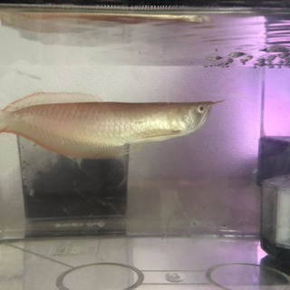アルビノシルバーアロワナ 35cm 【公式通販】