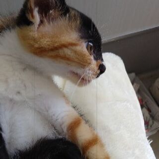 可愛い三毛猫ちゃん ２ヶ月 こねこサポーター 野々市の猫の里親募集 ジモティー