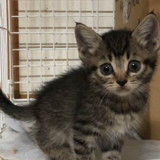 6匹の子猫の里親募集！カワイイ♪★2ヶ月くらい～。一年くらいの猫もおります。 − 宮城県