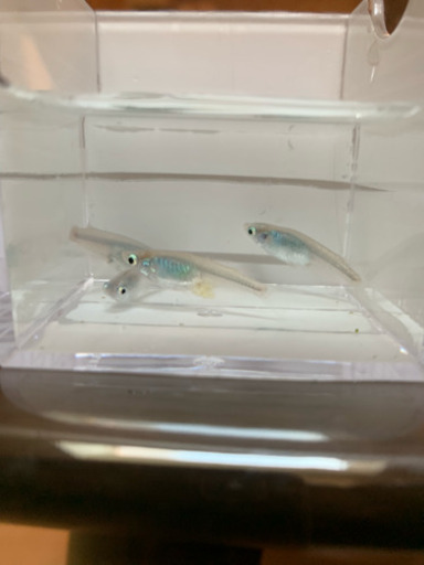 メダカ 深海 めだか 針子から稚魚 まき 南茨木のその他の中古あげます 譲ります ジモティーで不用品の処分