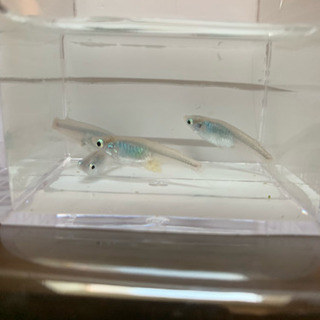 ☆メダカ☆深海☆めだか☆針子から稚魚☆