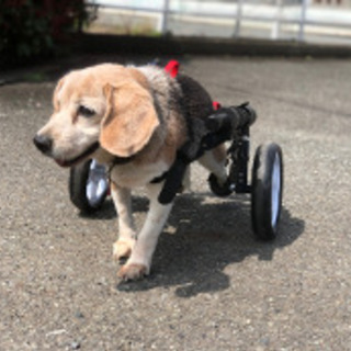 犬用車椅子 歩行器 製作販売   − 千葉県