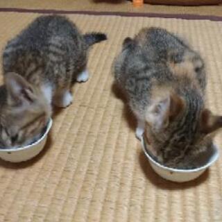 生後2ヶ月ぐらいの仔猫