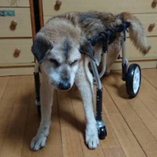 犬用車椅子 歩行器 製作販売   - ペット
