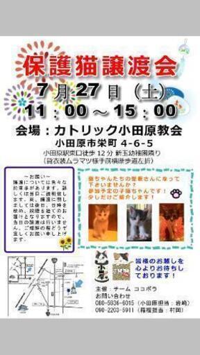 7月27日 土 保護猫譲渡会 ミニバザー 岩崎伸也 小田原のその他のイベント参加者募集 無料掲載の掲示板 ジモティー