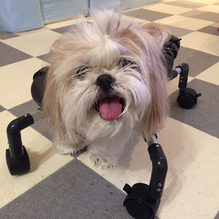 犬用車椅子 歩行器 製作販売   - 地元のお店