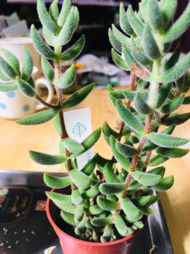 クラッスラ 銀揃  2019/7/7時点 クラッスラ 銀揃 2019/7/7時点