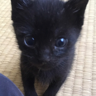 【交渉中）黒猫メスのココアちゃん 生後1ヶ月 - 神戸市