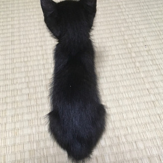 【交渉中）黒猫メスのココアちゃん 生後1ヶ月 - 猫