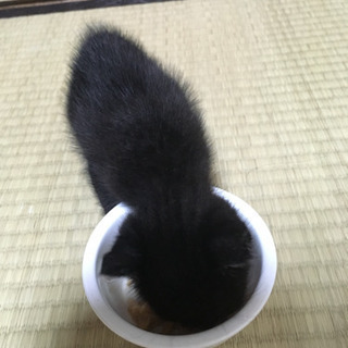 【交渉中）黒猫メスのココアちゃん 生後1ヶ月 − 兵庫県
