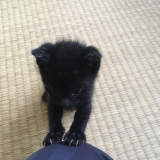 【交渉中）黒猫メスのココアちゃん 生後1ヶ月 - 里親募集