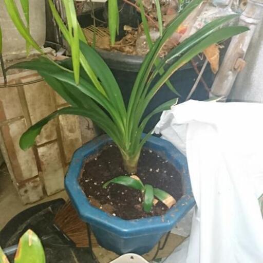 観葉植物差し上げます 取りに来て頂ける方限定 桜井千春 玉川学園前の家具の中古あげます 譲ります ジモティーで不用品の処分 観葉植物差し上げます 取りに来て頂ける方限定 桜井千春 玉川学園前の家具の中古あげます 譲ります ジモティーで不用品の処分