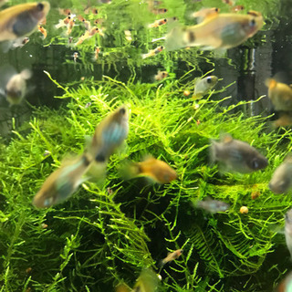 ミッキーマウスプラティの赤ちゃん5匹売ります 熱帯魚 Cyberagent 梅林のその他の中古あげます 譲ります ジモティーで不用品の処分