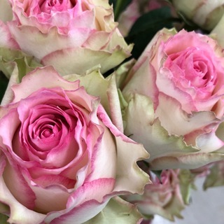 切り花品種エスペランス ケニア産大輪ローズ 挿し木苗 Pink1jp 若松のその他の中古あげます 譲ります ジモティーで不用品の処分 切り花品種エスペランス ケニア産大輪ローズ 挿し木苗 Pink1jp 若松のその他の中古あげます 譲ります ジモティーで不用品の処分