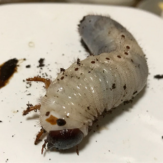 ティティウスシロカブト 幼虫8頭セット