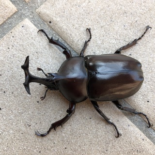 ●カブトムシ ♂のみ、沢山居ます、無くなり次第終了です。