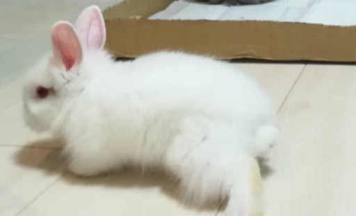 ライオンヘッド 赤ちゃん ちさ 大阪のその他の里親募集 ジモティー