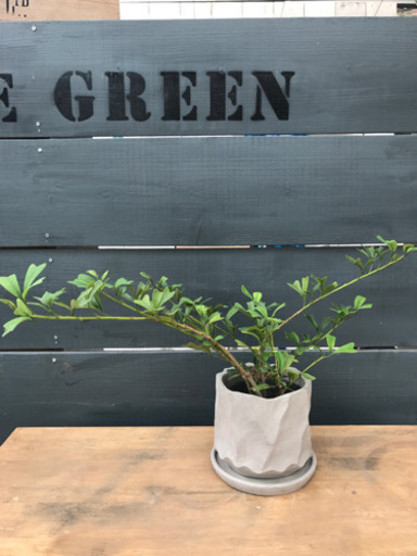 観葉植物 トライアンギュラリス Pg 美濃加茂の家具の中古あげます 譲ります ジモティーで不用品の処分 観葉植物 トライアンギュラリス Pg 美濃加茂の家具の中古あげます 譲ります ジモティーで不用品の処分