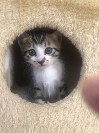 好奇心旺盛な可愛いキジ猫ちゃんです Himawarico 和泉中央の猫の里親募集 ジモティー