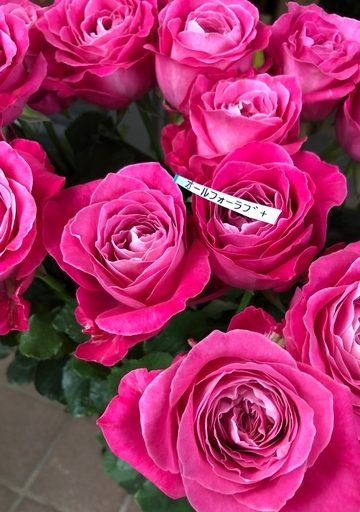 切り花品種オールフォーラブ 四季咲き巨大輪丸弁カップ咲き 挿し木苗 Pink1jp 若松のその他の中古あげます 譲ります ジモティーで不用品の処分