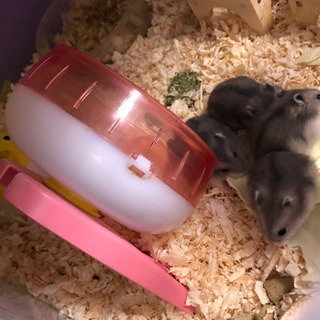 募集終了です🐹