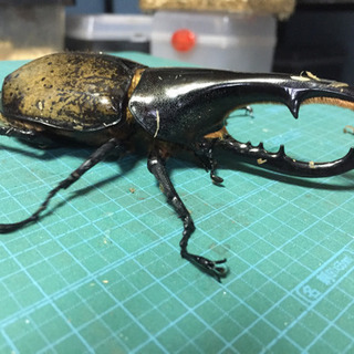 最終値下げ　ヘラクレスオオカブト160mmペア ヘラクレスオオカブト ペア