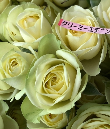 切り花品種 クリーミーエデン 四季咲き中輪で 5 10輪の房咲き 挿し木苗 Pink1jp 若松のその他の中古あげます 譲ります ジモティーで不用品の処分 切り花品種 クリーミーエデン 四季咲き中輪で 5 10輪の房咲き 挿し木苗 Pink1jp 若松のその他の中古あげます 譲ります ジモティーで不用品の処分