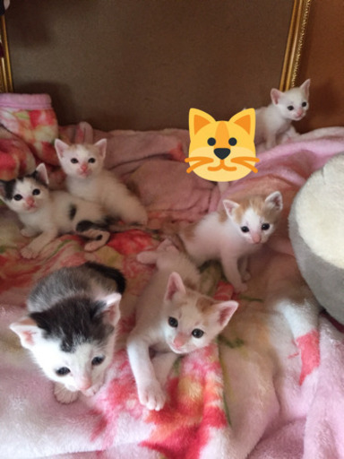 生後2ヶ月半の子猫 じゅらこ 帯広の猫の里親募集 ジモティー