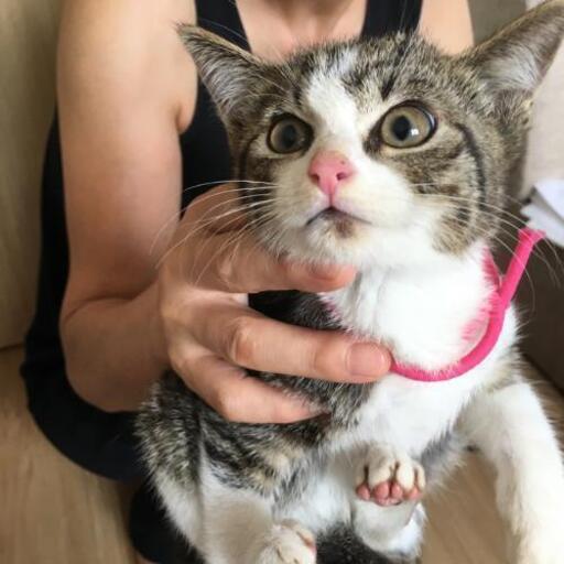 キジ白ちゃん 里親さん募集 (北斗) 富山の猫の里親募集｜ジモティー