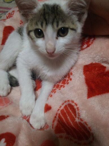 子猫里親募集 オス もこ 福山の猫の里親募集 ジモティー