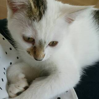 子猫（生後５～６ヶ月）　白に黒ブチ　シッポは黒の縞柄です。 - 佐波郡
