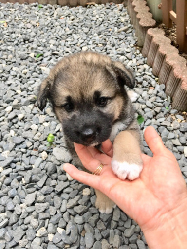 コロコロフレンドリーな兄妹1ヶ月 もも 丸亀の犬の里親募集 ジモティー